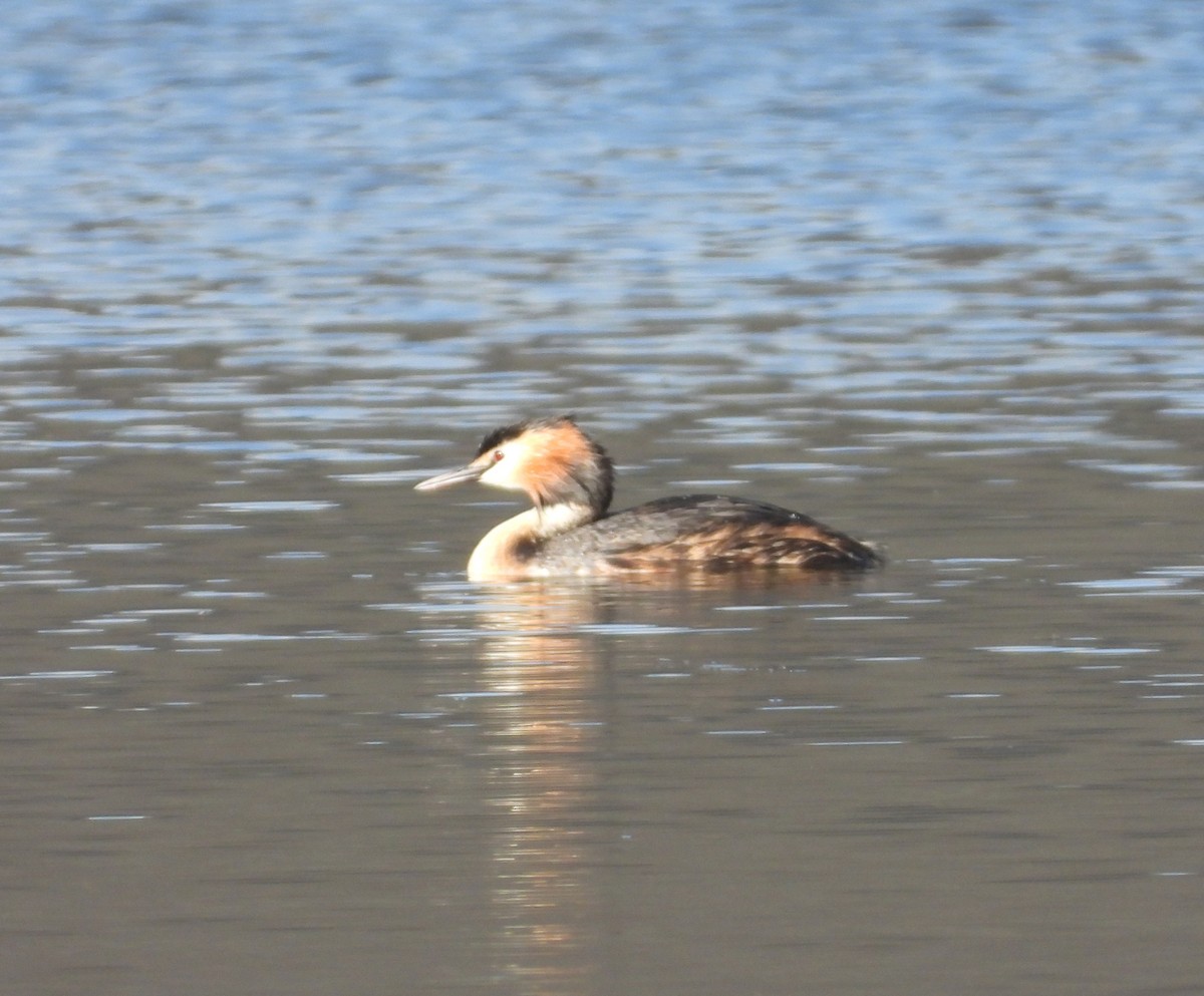 Great Crested Grebe - ML603971891