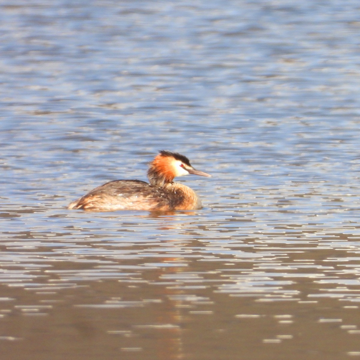 Great Crested Grebe - ML603971901