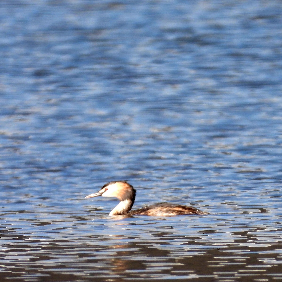 Great Crested Grebe - ML603971911