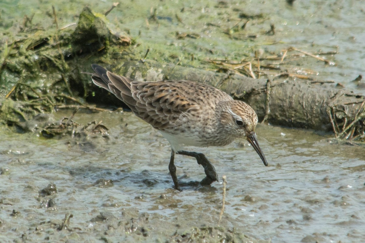 bonapartesnipe - ML60397201