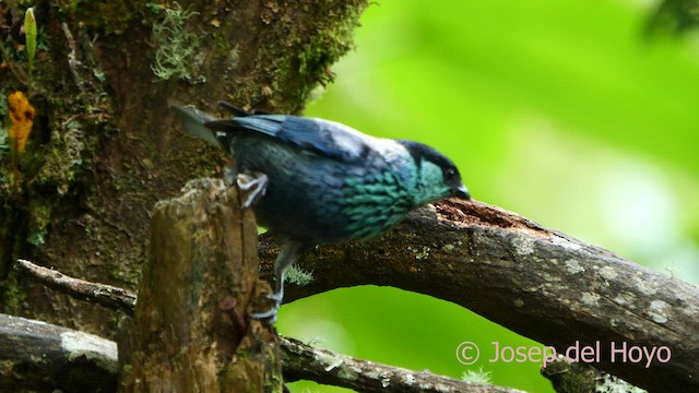 Black-capped Tanager - ML603972341