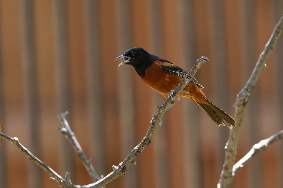 Orchard Oriole - Dina Perry