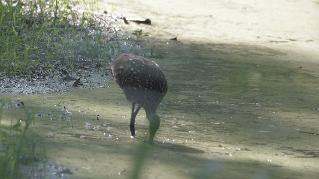 Limpkin - ML603973001