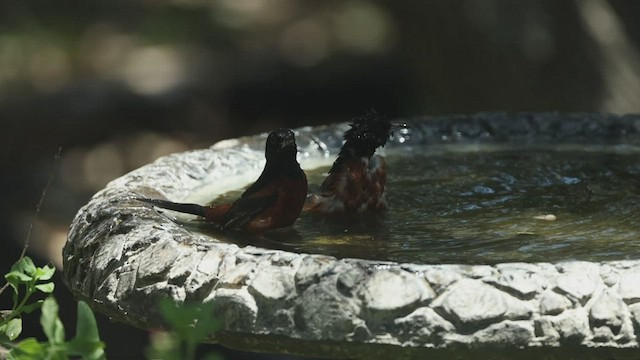 Orchard Oriole - ML603973011