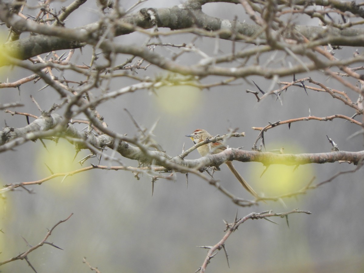 Chotoy Spinetail - ML603973441