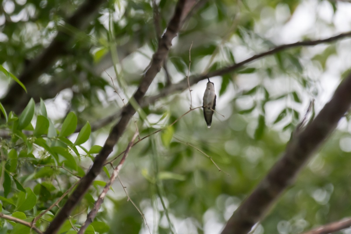 Ruby-throated Hummingbird - Gabrielle Harrison