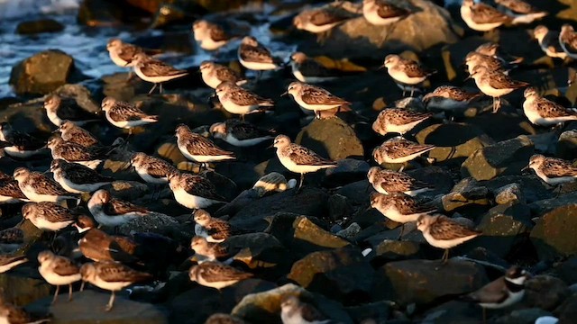 Semipalmated Sandpiper - ML603973661