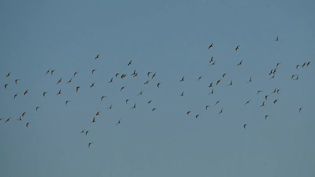 Semipalmated Sandpiper - ML603973671