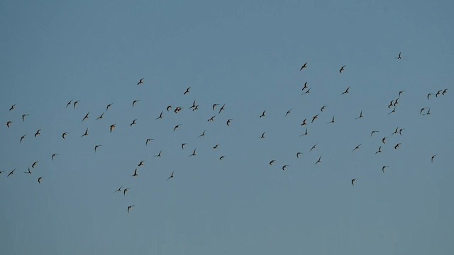 Semipalmated Sandpiper - ML603973671