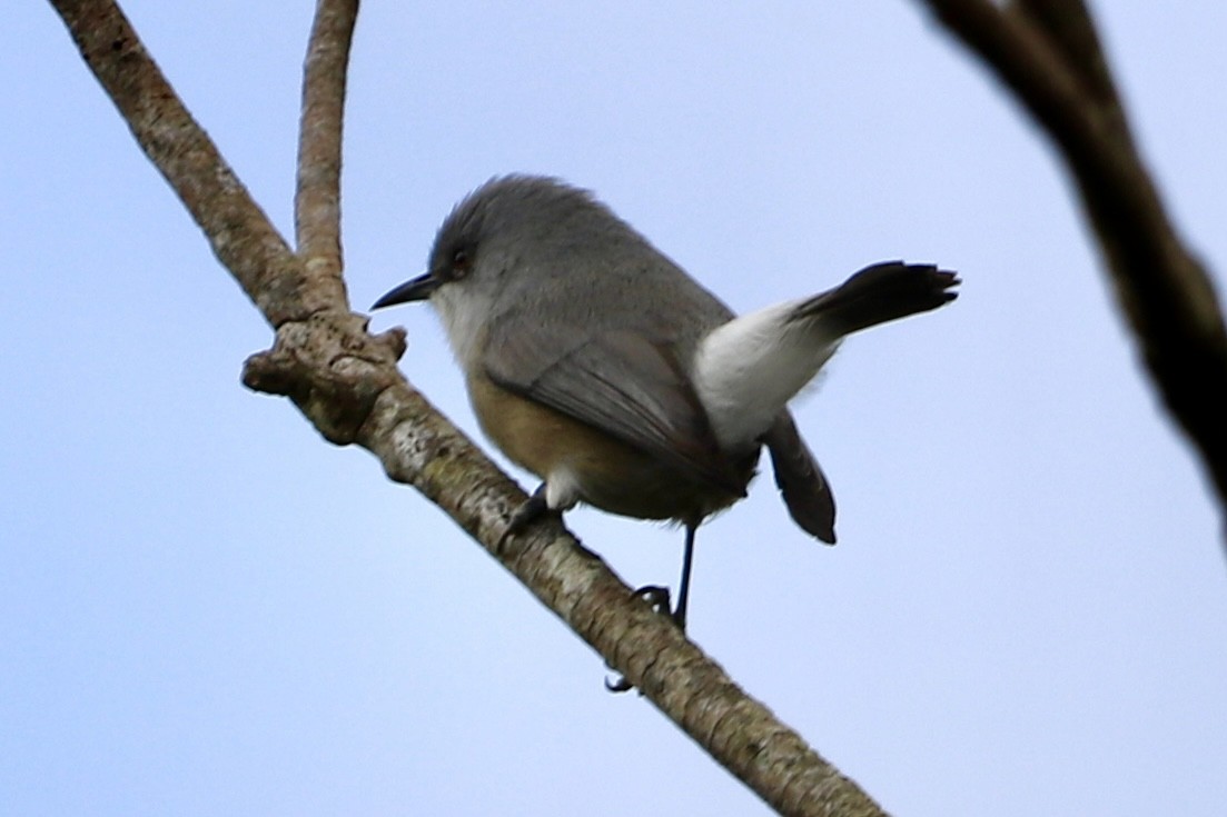 Mauritius-Graubrillenvogel - ML603973751