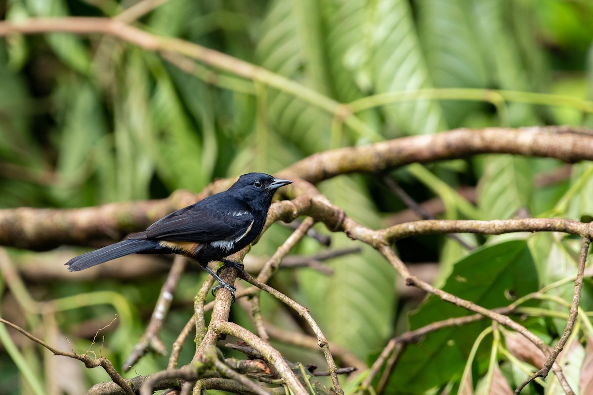 Fulvous-crested Tanager - ML603973881