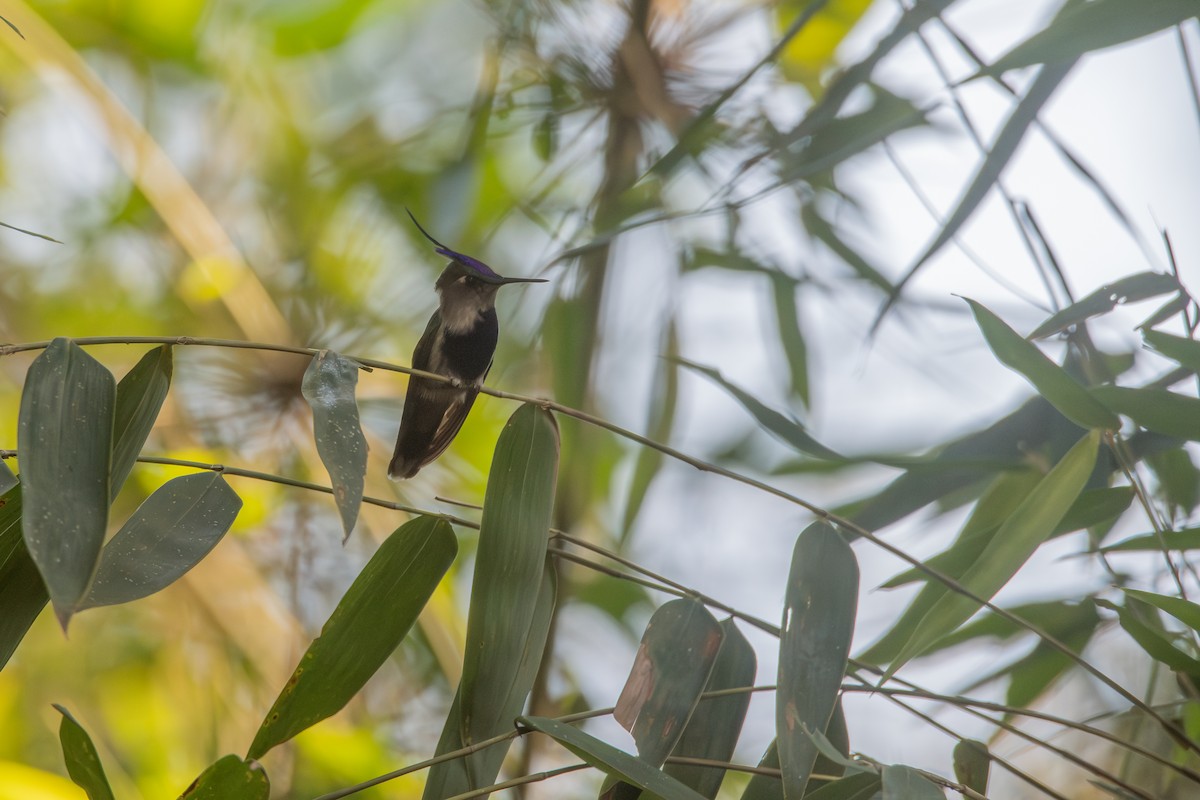 Purple-crowned Plovercrest - ML603973981