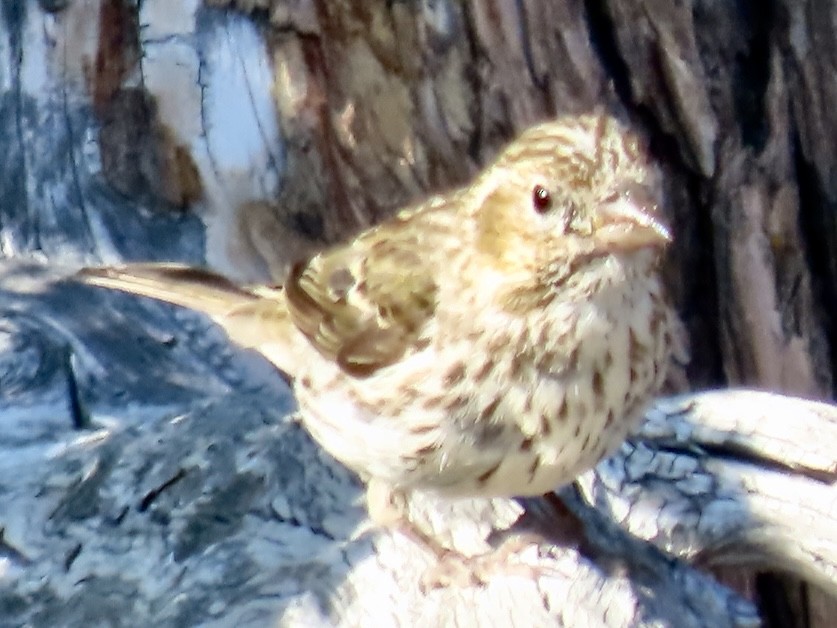 Cassin's Finch - ML603974821