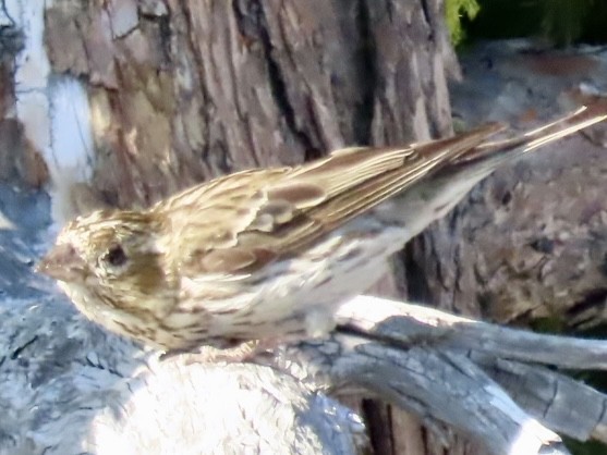 Cassin's Finch - ML603974841