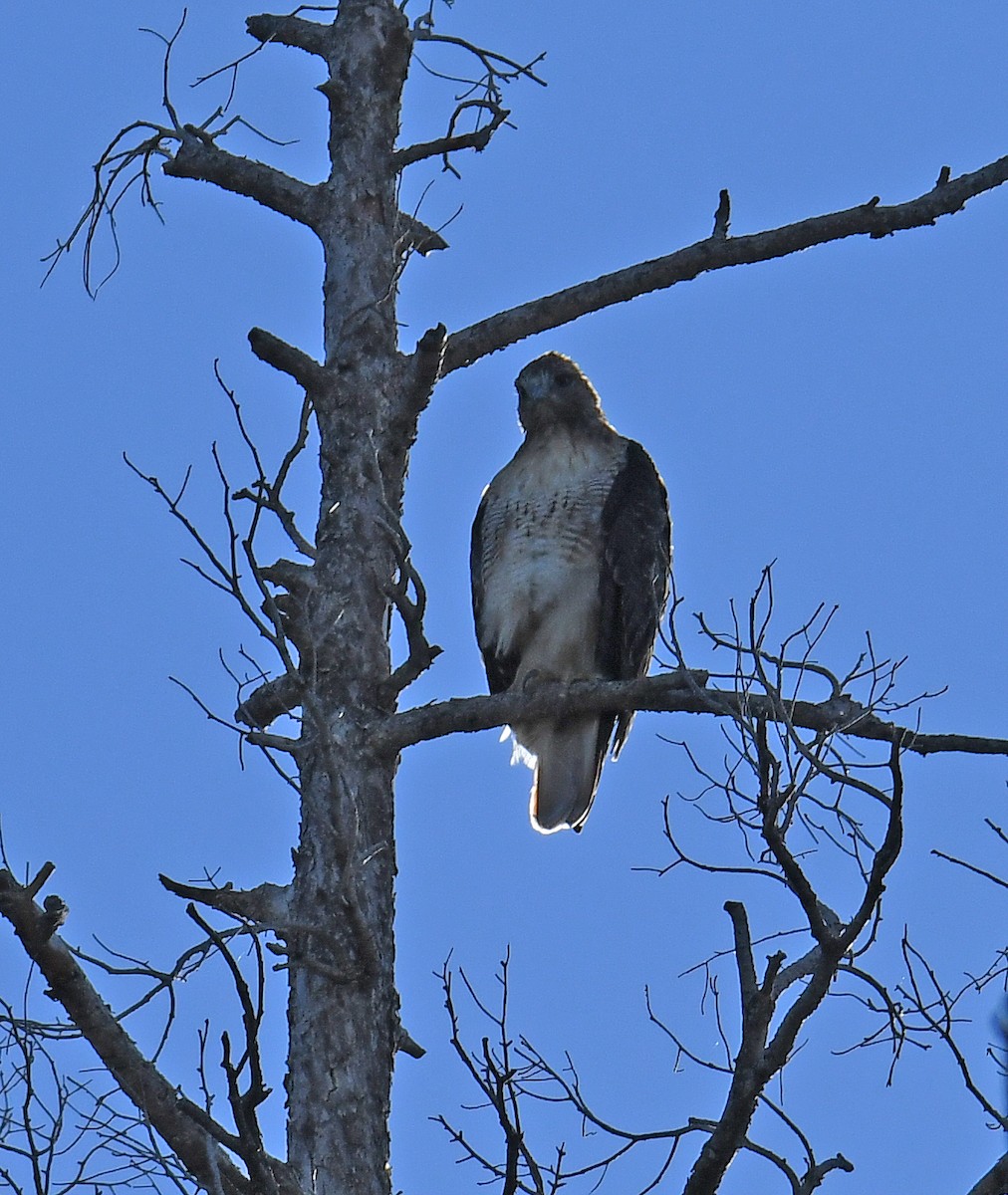 Red-tailed Hawk - Donna Memon