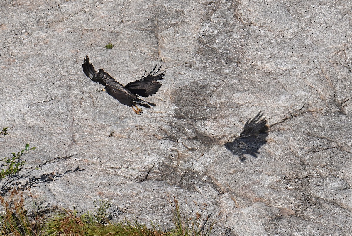 Common Black Hawk - Donna Memon