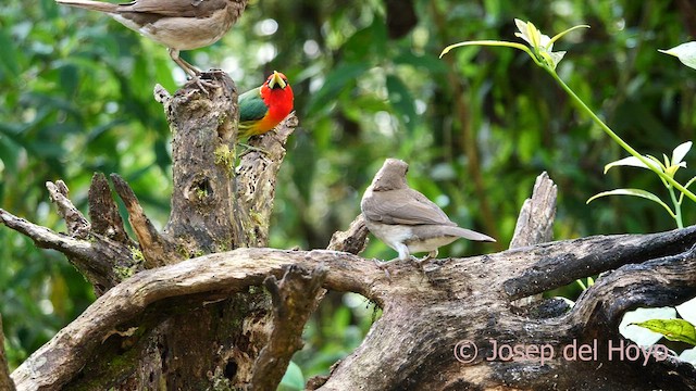 Black-billed Thrush (Drab) - ML603975321