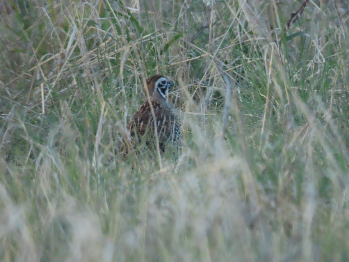 Montezuma Quail - ML603975331