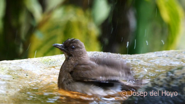 Black-billed Thrush (Drab) - ML603975581