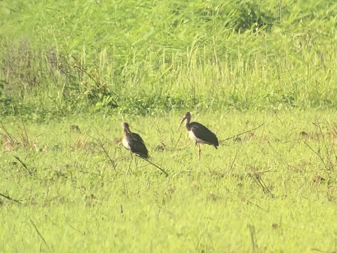 White Ibis - ML603976341