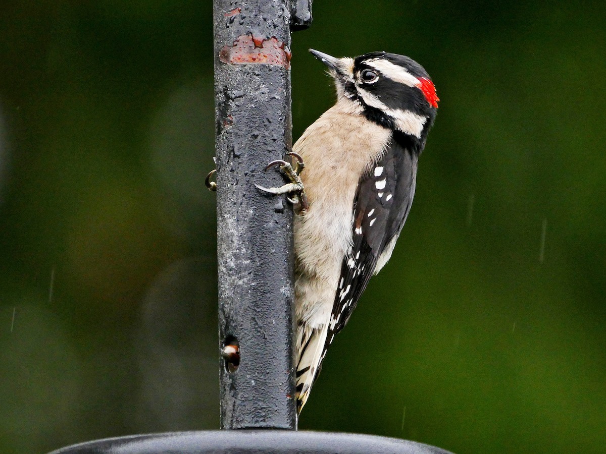 Male (Pacific)