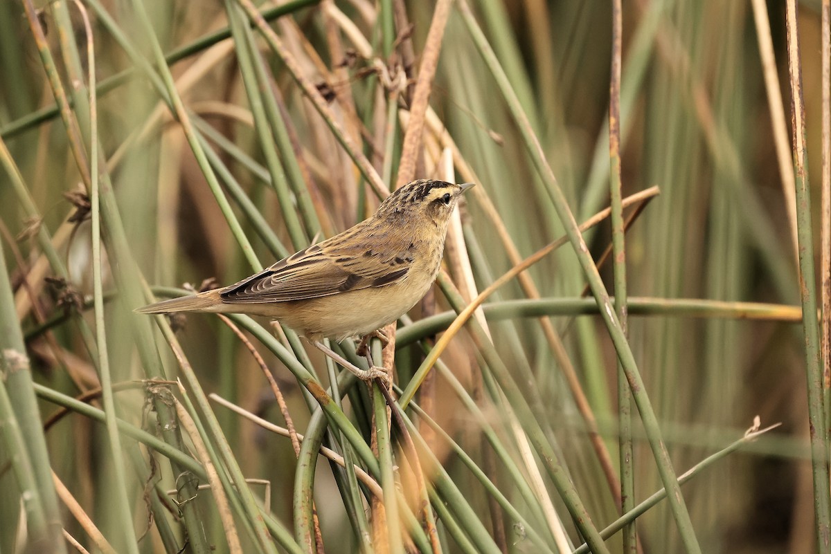 Sedge Warbler - ML603979581