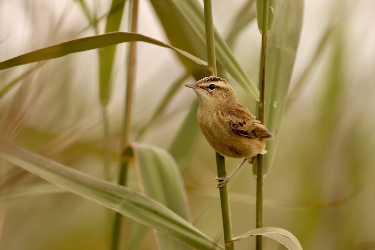 Sedge Warbler - ML603979591