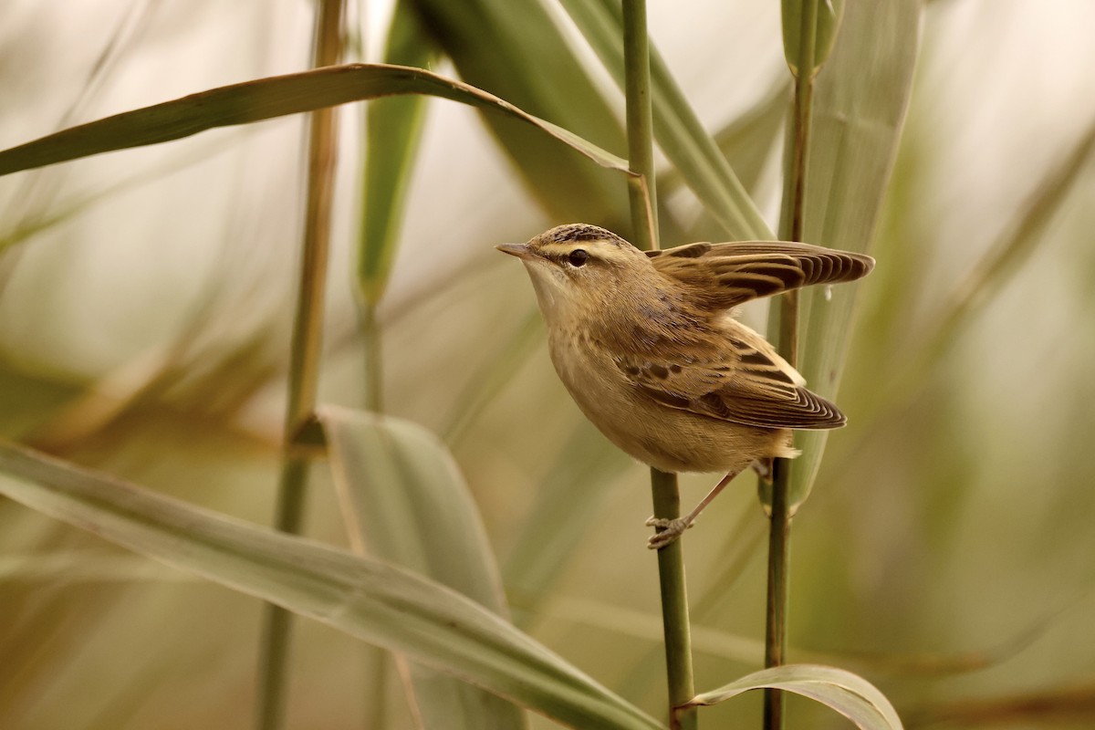 Sedge Warbler - ML603979601