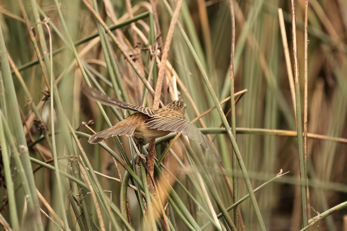 Sedge Warbler - ML603979611