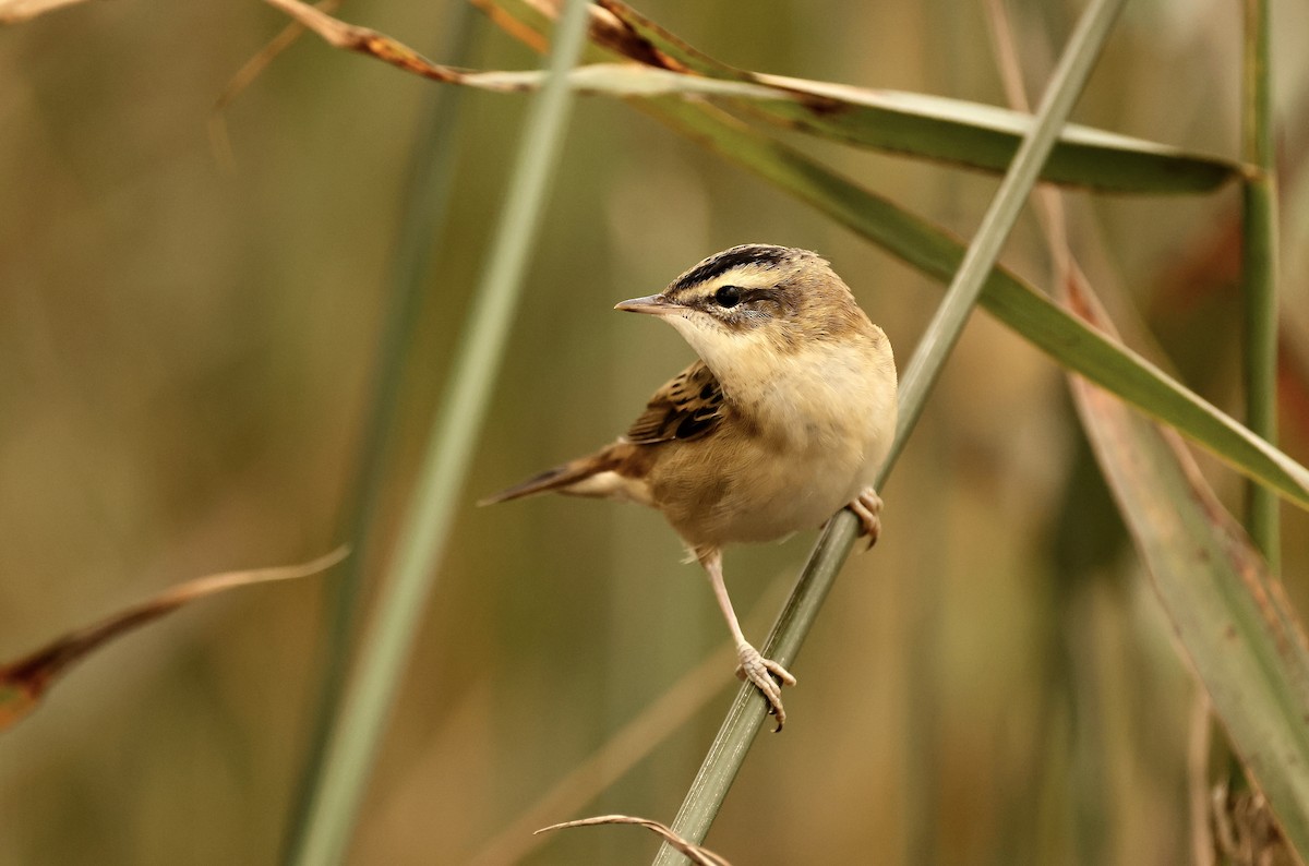 Sedge Warbler - ML603979621