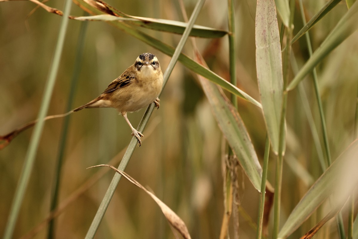 Sedge Warbler - ML603979661