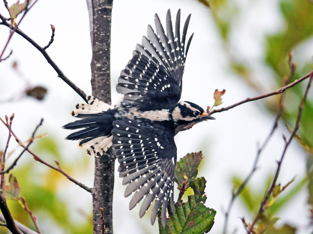Female (Pacific)