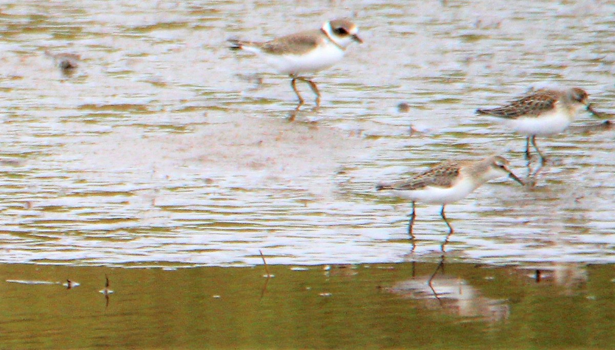 Semipalmated Sandpiper - ML603979791