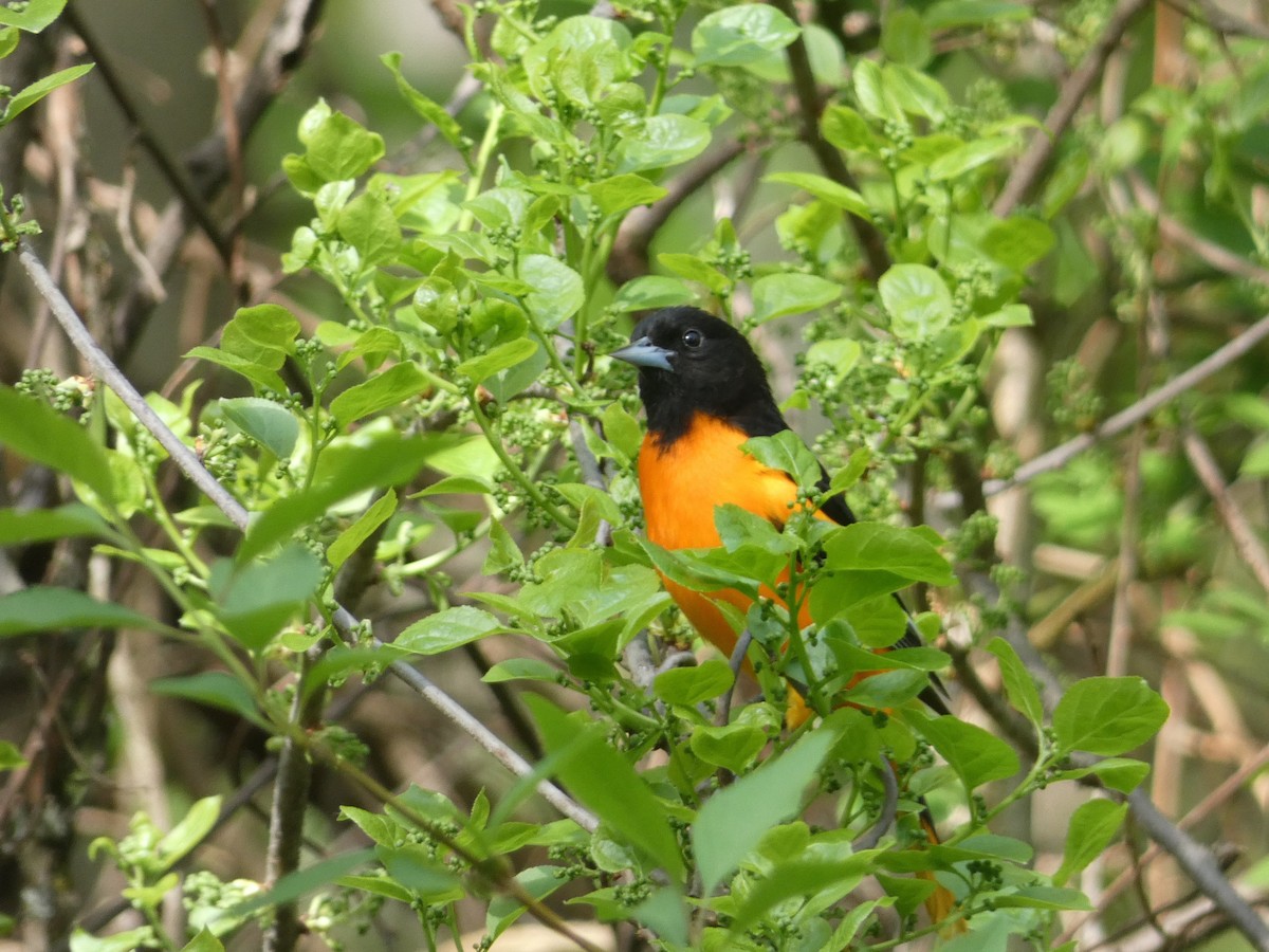 Baltimore Oriole - ML603979881