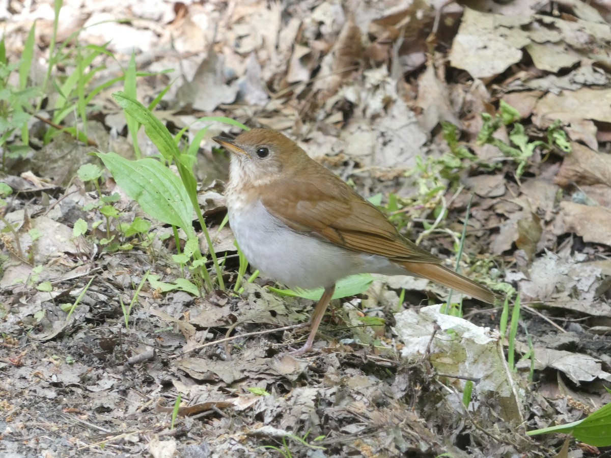 Veery - Eric Huston