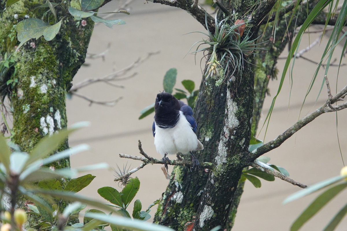 Curl-crested Jay - Vicente Pantoja Maggi