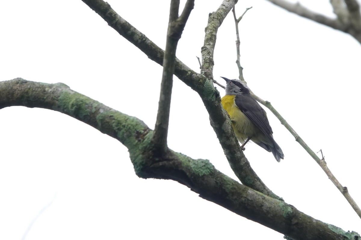 Bananaquit - Vicente Pantoja Maggi