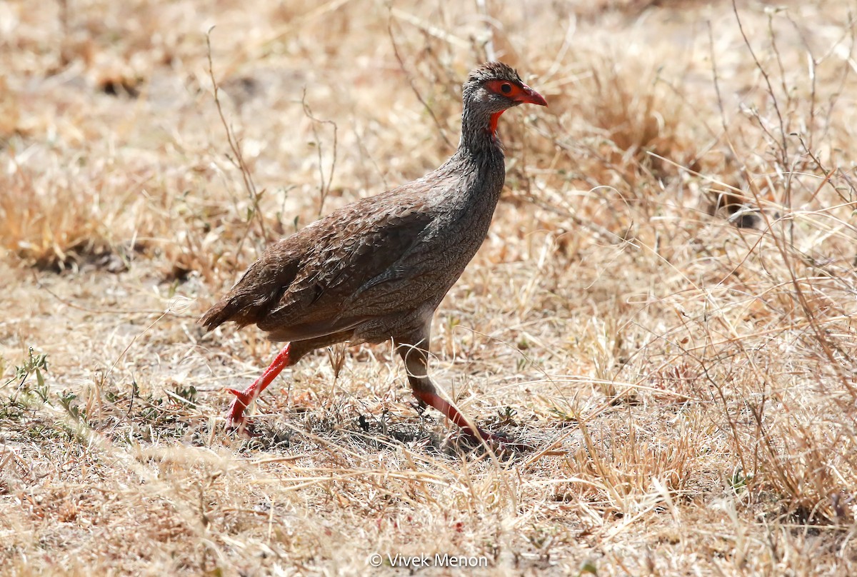 Red-necked Spurfowl - ML603980461