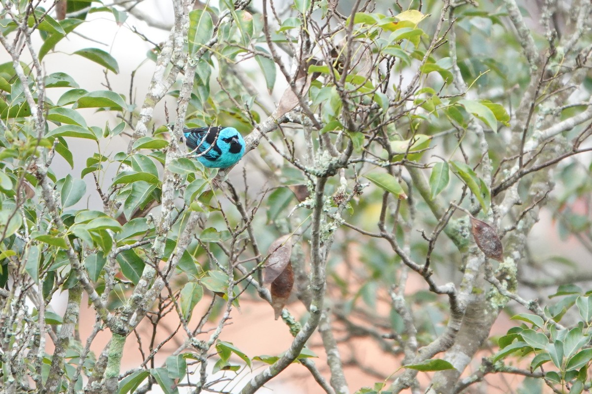 Blue Dacnis - ML603980501