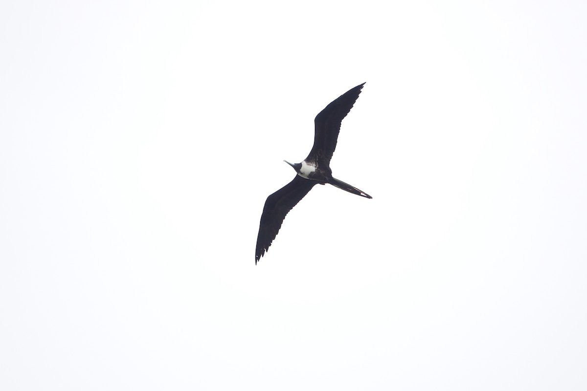 Magnificent Frigatebird - ML603980571