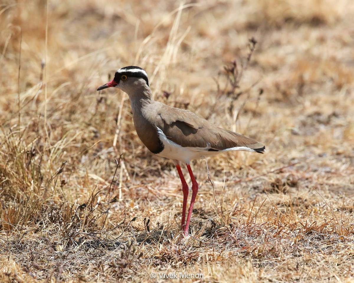 Crowned Lapwing - ML603980641