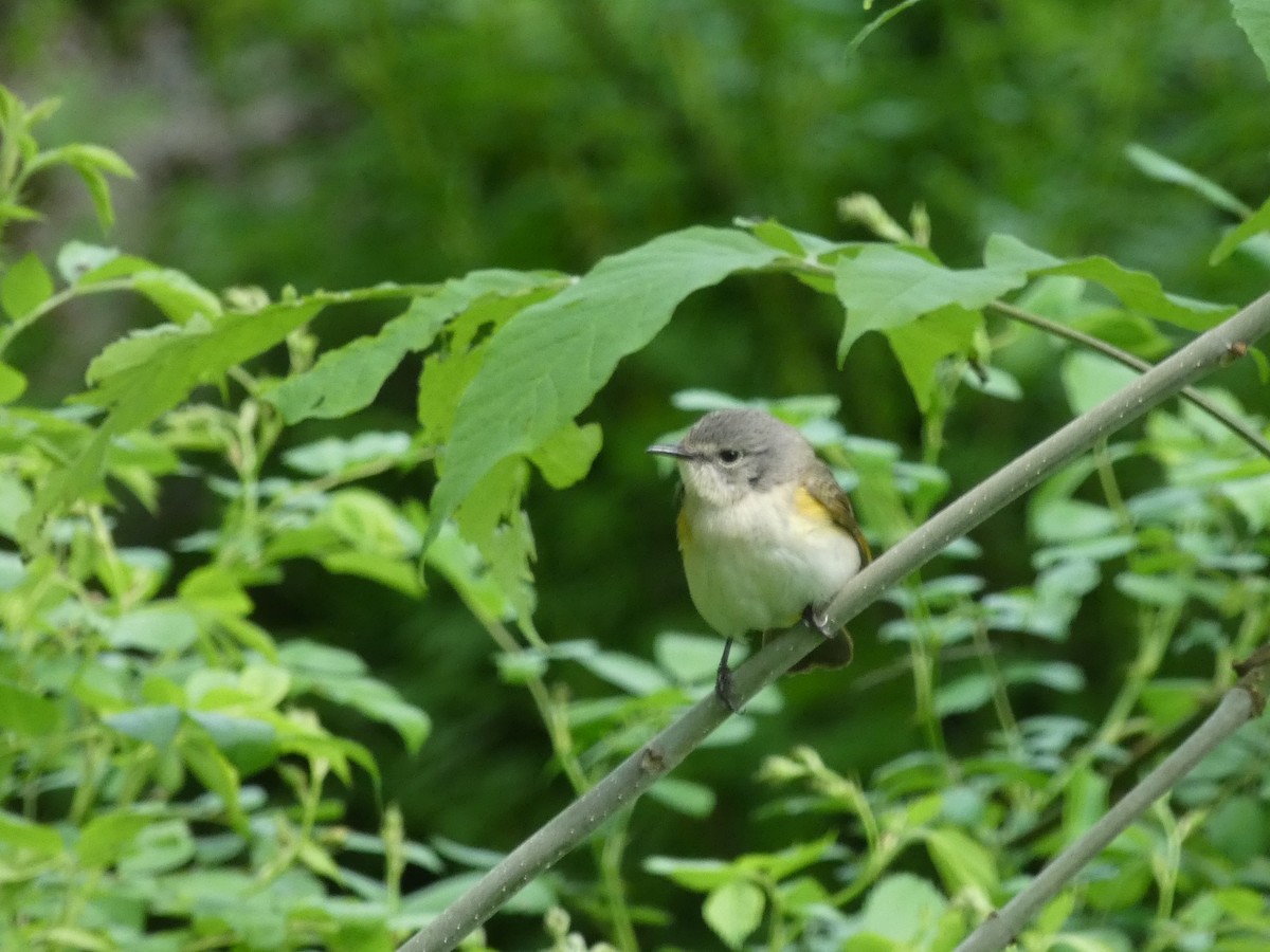 American Redstart - ML603980651