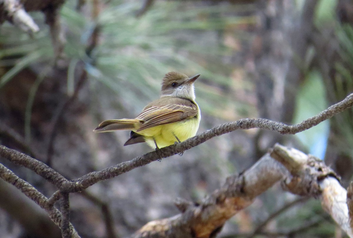 Dusky-capped Flycatcher - ML603980791