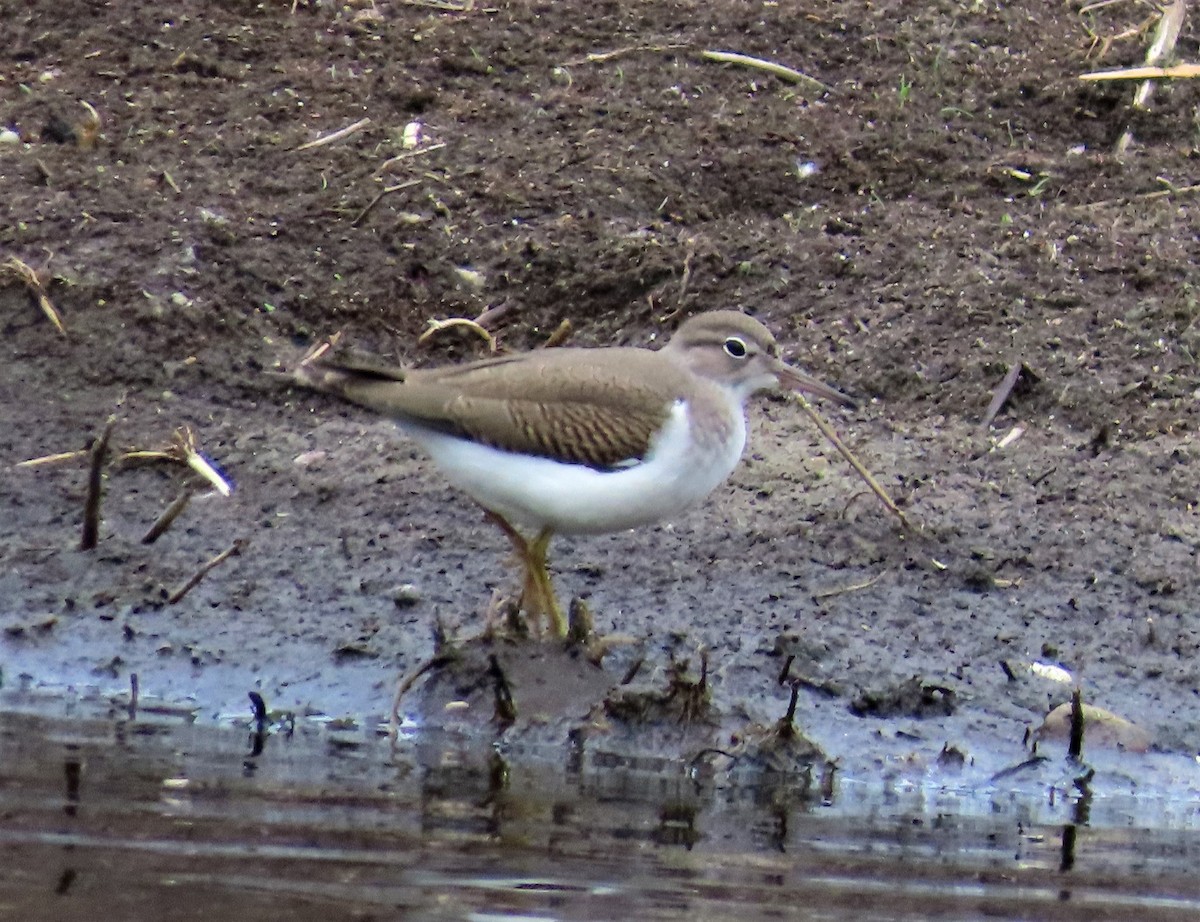 Spotted Sandpiper - ML603980931