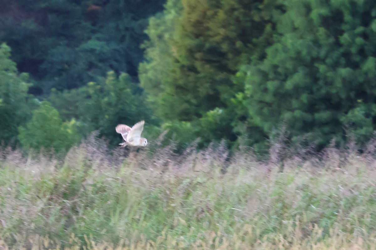 Barn Owl - ML603981231