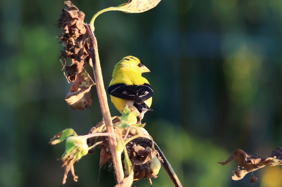 American Goldfinch - Tricia Vesely