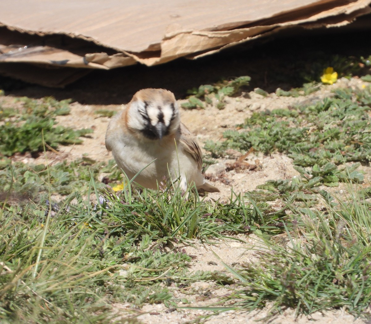 Blanford's Snowfinch - ML603982601