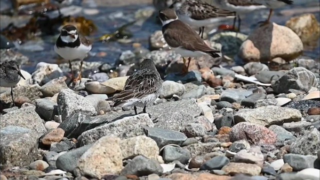 Weißbürzel-Strandläufer - ML603983071