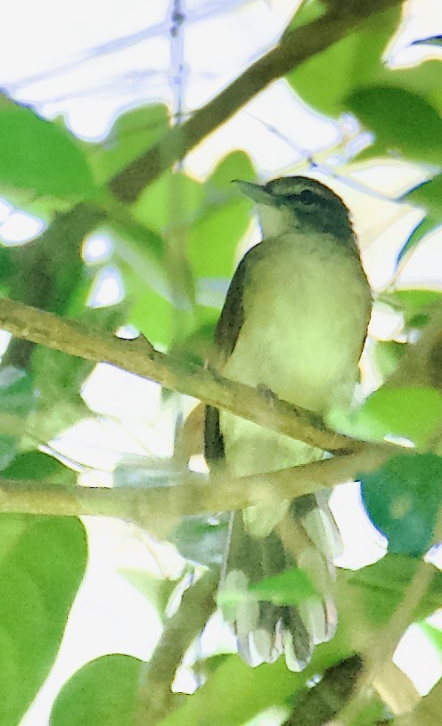 Hook-billed Bulbul - ML603983651