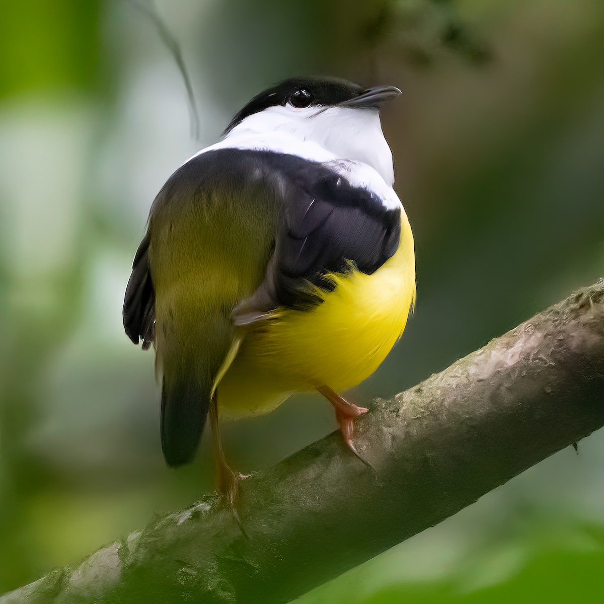 White-collared Manakin - Cristian Bonilla Poveda